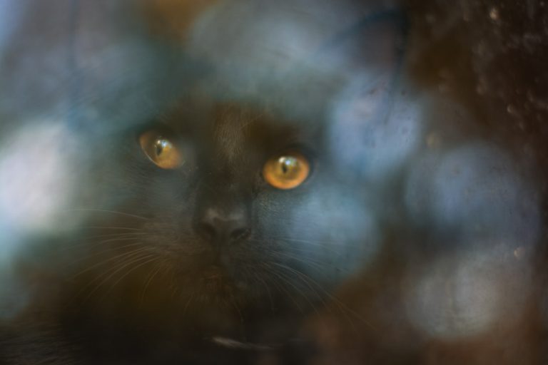 Creating a Cozy Atmosphere with Chic Nest Home Accessories